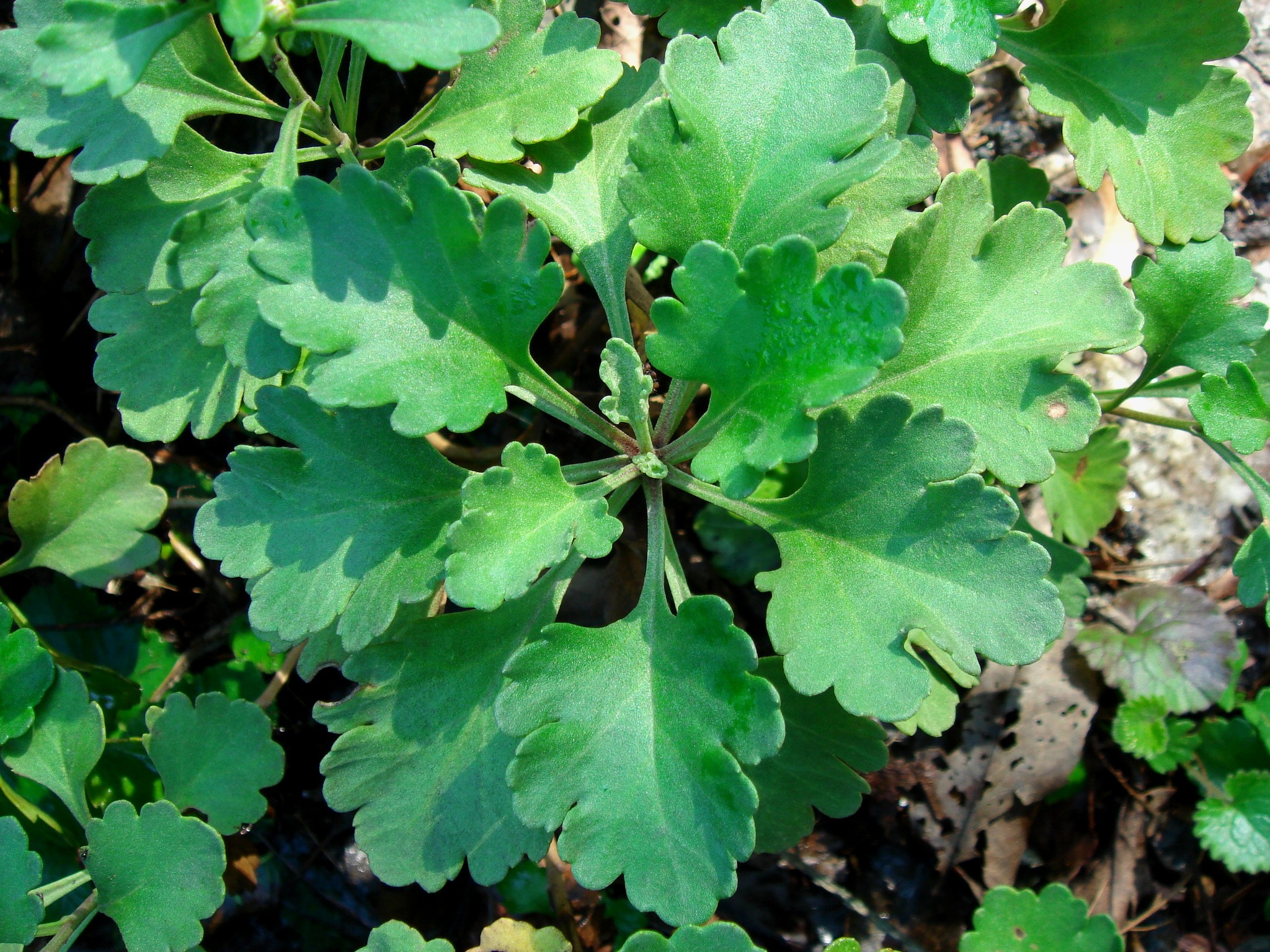Chrysanthemum zawadskii Herbich subsp. yezoense (Maekawa) Y. N. Lee
